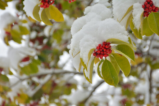 クロガネモチ Images Browse 165 Stock Photos Vectors And Video Adobe Stock