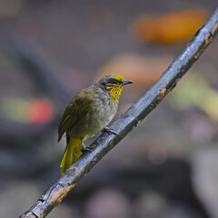 Bird (Stripe-throated Bulbul, Pycnonotus finlaysoni) on a branch in nature