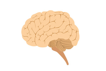 human brain vector illustration