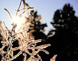 A calm, frozen winter scene. Amazing nature background. Frozen grass at sunrise close up