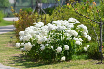 Naklejka premium 수국