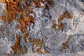 Natural moldy old wild tree trunk texture of beige color with reddish rusty spots on wood located deep in forest in daytime. Bare ill tree without bark. 