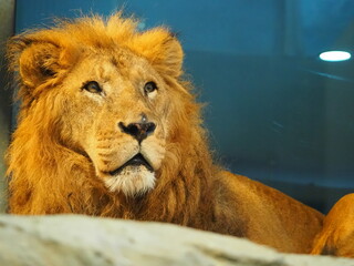 大きな顔のライオンのポートレート