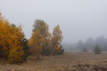 Fototapeta premium Birch autumn fog. Atmospheric autumn landscape. Low golden trees in a thick foggy haze. The concept of sadness, withering nature, longing. Russian landscape with birches and pines. Fabulous view