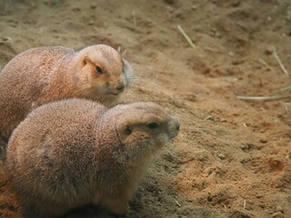フワフワで可愛いプレーリードッグ