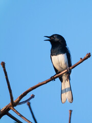 Bird Oriental Magpie-Robin Perched on a broken branch, it is singing.