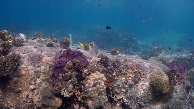 Under water film of tropical waters in Thailand - Several colorful fish eating from corals in shallow waters with sprinkling rolling sunlight - 4K