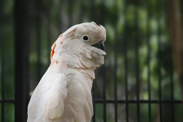 Fototapeten Close up of a white parrot on a blurred background © Rif Creative