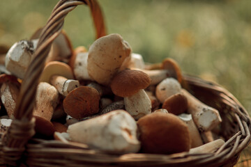 Basket of forest mushrooms (porcini, boletus, birch bolete) - 479898971