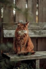 Rudy somali cat sitting on an old wooden bench at summer day - 479898974