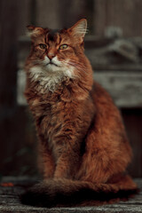 Rudy somali cat sitting on an old wooden bench at summer day