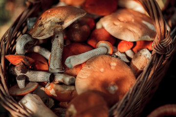 Basket of forest mushrooms (porcini, boletus, birch bolete) - 479898995