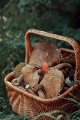 Basket of forest mushrooms (porcini, boletus, birch bolete) - 479898996