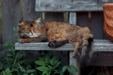 Rudy somali cat sitting on an old wooden bench at summer day - obrazy, fototapety, plakaty