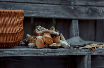 Basket of forest mushrooms (porcini, boletus, birch bolete) - 479898998