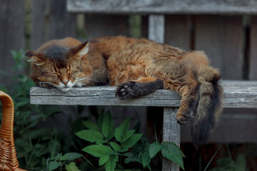 Rudy somali cat sitting on an old wooden bench at summer day