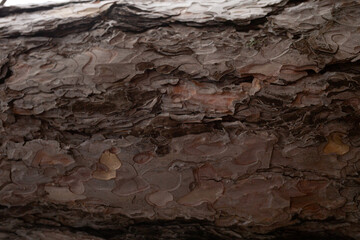 tree bark texture close up. great background for design