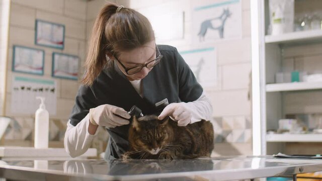 Female vet in gloves and uniform using otoscope while checking ears of cat during health examination in clinic