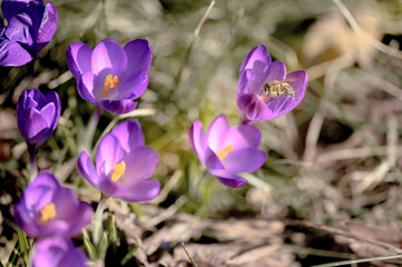 Pszczoła miodna na krokusie wiosennym. Wiosenne kwiaty w ogrodzie. Krokus kwitnący wiosną w ogrodzie oblatywany przez pszczołę miodną. Pożytek pszczeli wiosną. Pyłek pszczeli wiosną dla pszczół.  - obrazy, fototapety, plakaty