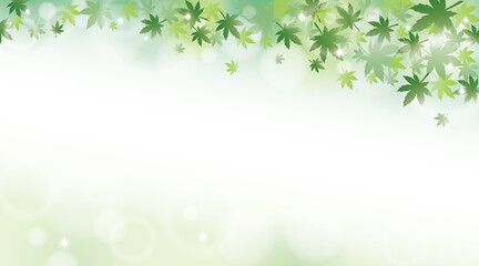  Green maple leaves with sunlight background