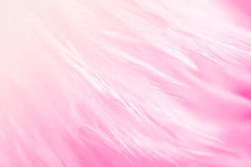 Beautiful Pink and White Feathers Texture Line Background. Swan Feathers.