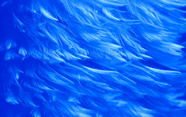 Beautiful Blue Feathers Texture Pattern Vintage Background. Swan Feathers.