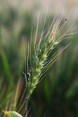 Fototapeta premium ears of wheat in field