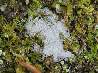Tokyo,Japan - January 10, 2022: Closeup of snow on the soil
