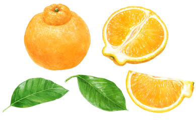 デコポン・不知火と葉のリアルなイラストセット　