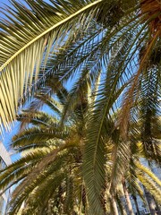 Fototapeta premium palm branches against the sky, natural background