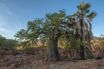 Large baobab tree on the banks of the Kunene River, Namibia