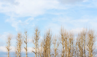 Backgroung with blue sky with beautiful natural white clouds and some trees without leaves.