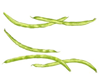 手描き水彩のインゲンイラストワンポイントラインセット
