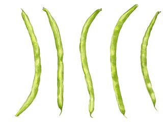 手描き水彩のインゲンイラストセット