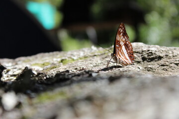 butterfly on a tree