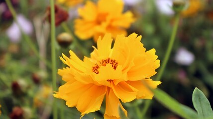 orange flowers in the garden