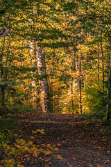 Blätter bedekter Waldpfad im Herbst