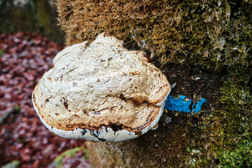Gros champignon sur un arbre