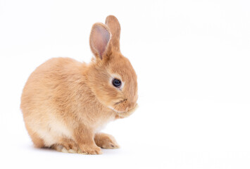 Little dwarf rabbit isolated on white