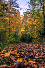 Blätter bedeckter Wald Pfad im Herbst