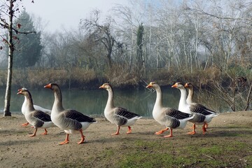 geese in the park