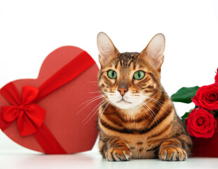 Beautiful bengal cat lying down looking at camera near festive present,heart-shaped gift box, red roses bouquet on white background.Happy Valentine's day greeting card with pet,animal.Copy space