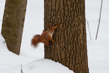 Squirrel on winter time, snow and tree