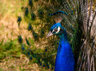 Indian peafowl