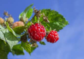 ripe raspberries in garden. Red sweet berries  on raspberry bush.
