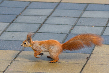 Squirrel on winter time, snow and tree
