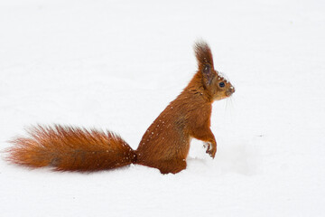 Squirrel on winter time, snow and tree
