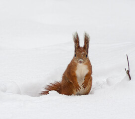 Squirrel on winter time, snow and tree
