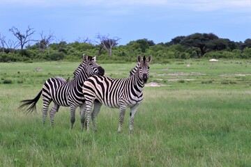 zebras and a small bird in the wild