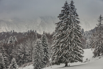 Winter landscape in the Carpathian mountains with snow-covered fir trees